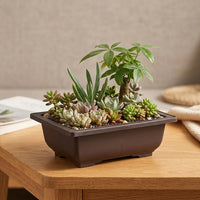 Plant Pots for House Plants and Indoor Plants, Rectangular Indoor Plant Pot with Saucer, Clay Style Flower Pots and Bonsai Pot, Small Plant Pot
