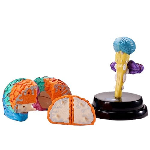 Yigao Science Toy Human Organ Model Disassembled Brain Puzzle