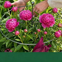 跨境新品 Plant Support 圆形植物支撑植物爬藤架小杆子