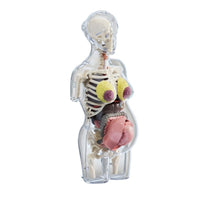 Transparent Pregnant Woman Anatomy Model for Medical Education