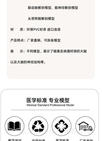 教学仿真人体大脑解剖模型脑动脉构造脑神经脑模具脑功能区域色分