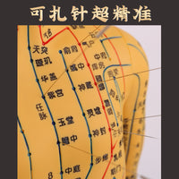 Acupuncture Point Human Body Model with Meridians for Teaching