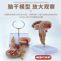 Magnified Brainstem Model with Midbrain, Pons, Medulla, Diencephalon and Cranial Nerves
