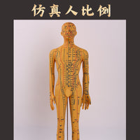 人体针灸模型人经络穴位中医全身十二铜人模特图可扎针练习小皮人
