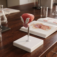 Human body part Model Detailed body part Model Realistic for Teachers, Doctors, Classroom, Health Center