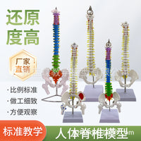 Human Spine Model, 80 cm, PVC, Hanging without Pelvis