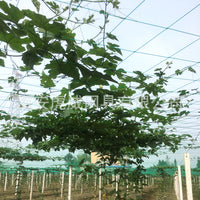Garden Green Plastic Plant Climbing Net for Cucumber Gourd Vine Support