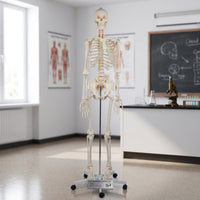 Human Skeleton Model Full-Body Skeleton Model with Stand Structural for Medical Students, Teachers, Classroom, Research Facility