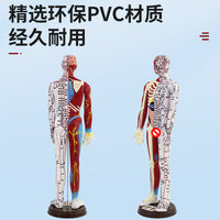 Human Acupuncture Model with Half Skin Half Muscle, 60cm