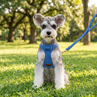 Small Dog Harness and Leash Walking Set, Deer Velvet Chest Strap with Bow, Harness Small Vest for Comfortable Outdoor Training and Running