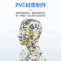 52CM Acupuncture Meridian Human Body Model with Acupuncture Points for Practice