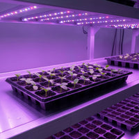Tray With Drainage Holes cells Plug Tray Reusable Starter for Growers