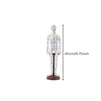 TCM Training Model Clear Labels Full Body Needle Therapy Figure for Classroom