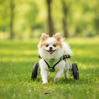 Lightweight Dog Wheelchair Long-Lasting Dog Wheelchair with Harness Stable Pet Mobility Aid Easy to Assemble for Disabled Pets