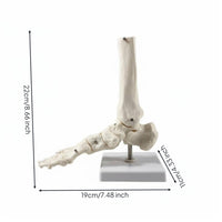 Structural Joint Model Detailed Display Life Size Joint Skeleton Mounted on Stand Human Foot Skeleton Model for Doctors