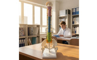 Colored Human Spine Model with Pelvis Upright Anatomical Spine Model Freestanding Medical for Chiropractors, Students, Teachers, Classroom, Medical Practice, Office