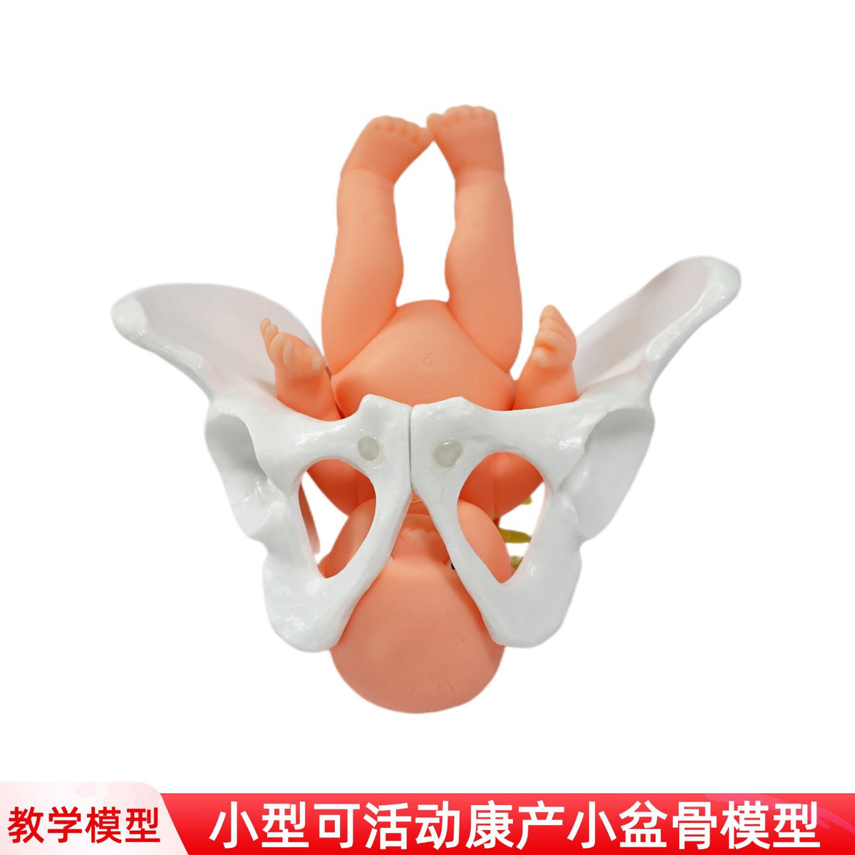 Movable Mini Pelvis