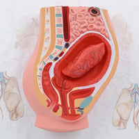 Postpartum Pelvis Model Sectional Teaching Aid Realistic Colors for Classroom