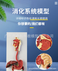 人体消化系统模型 消化道胃剖面 鼻咽喉 大小肠 胃解剖模型肛肠科