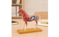 Highly Detailed Horse Anatomy Model with Acupuncture Points Multicolor Horse Acupuncture Model Realistic Professional-Grade for Classroom