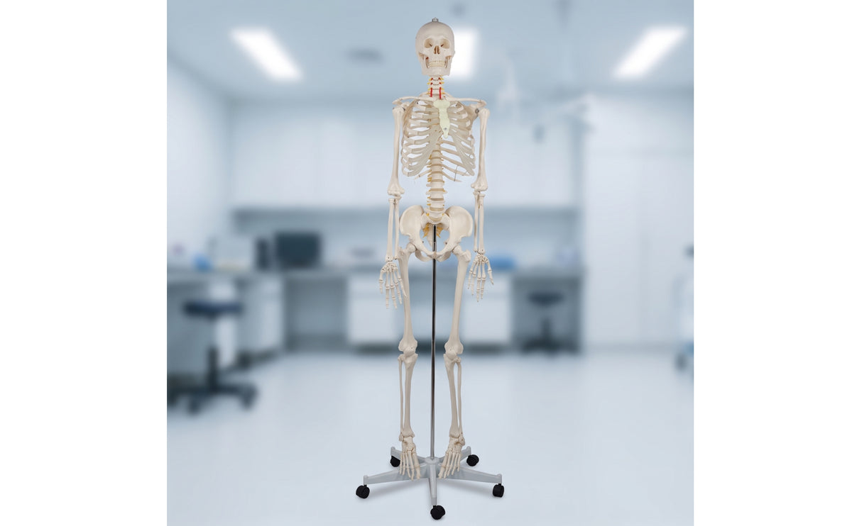 Human Skeleton Model Full-Body Skeleton Model with Stand Structural for Medical Students, Teachers, Classroom, Research Facility