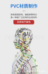 52CM Acupuncture Meridian Human Body Model with Acupuncture Points for Practice
