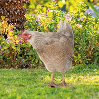 Acrylic Chicken Yard Art, Double-Sided Garden Stake for Outdoor Decor