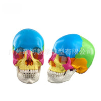 人体头颅骨着色模型 彩色头骨性分离模型带颈椎上色区分22块区域