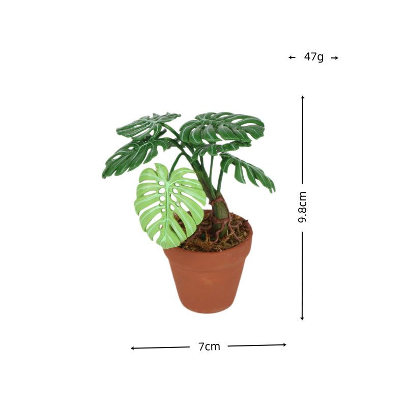 Monstera Plant