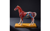Highly Detailed Horse Anatomy Model with Acupuncture Points Multicolor Horse Acupuncture Model Realistic Professional-Grade for Classroom