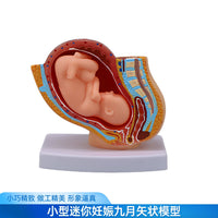 妇产科 女性盆腔附足月胎儿模型 妊娠发育九个月胎儿子宫生殖模型