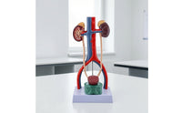Human body part Model Detailed body part Model Realistic for Teachers, Doctors, Classroom, Health Center