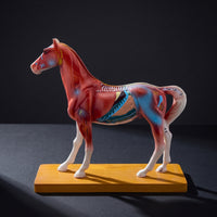 Highly Detailed Horse Anatomy Model with Acupuncture Points Multicolor Horse Acupuncture Model Realistic Professional-Grade for Classroom