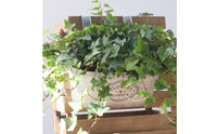 Galvanized Hanging Planter Drainage Hole Wall-Mounted Planter Basket Lightweight