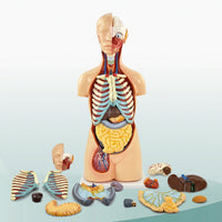 Torso Model with Removable Organs Anatomically Correct Physical Torso Model Hand Painted for Teachers, Students, Classroom