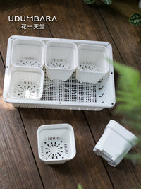 Thickened Square Plastic Succulent Planter with Tray or Lid for Seedling Cultivation