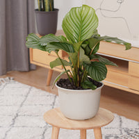 Thickened Round Plastic Plant Pot for Balcony Gardening, Succulents, and Green Plants