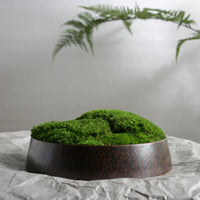 Preserved Moss Bonsai Artificial Plant Micro Landscape Ornament for Table Decor