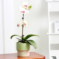 Nordic Ceramic Planter Pot for Succulents Orchids Hydroponics - Pink