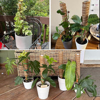Coir Moss Pole for Climbing Plants, Extendable Coconut Fiber Plant Support Stake