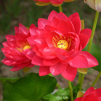Artificial Lotus Flower Stem for Pond & Aquarium Decor, Silk Water Lily Prop
