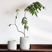 Nordic Ins Style Vintage Cement Planter with Moss Green Finish for Living Room Balcony Decor