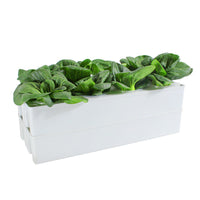 Hydroponic Planter Box Kit for Balcony Vegetable Gardening
