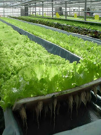 Hydroponic Floating Raft System for Soilless Vegetable Cultivation