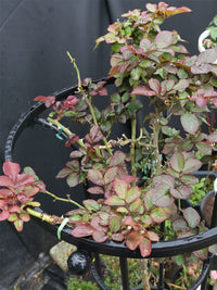 Garden Plant Support Trellis for Climbing Roses and Vines, Umbrella-shaped Metal Flower Stand