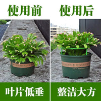 Modular Plant Climbing Trellis for Indoor Outdoor Potted Plants