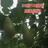 Plant Trellis Netting for Climbing Fruits and Vegetables, Garden Support Net for Passion Fruit, Grapes, Beans, Watermelons