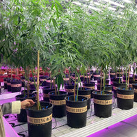 Ebb and Flow Rolling Bench for Greenhouse Cultivation, Multi-layer Seedbed for Farms