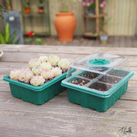 Clear Seedling Starter Trays with Lids for Plant Propagation and Germination