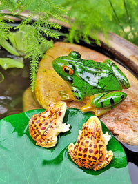 Miniature Frog Figurines for Garden Pond Aquarium Landscape Decoration